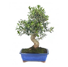 Olea europaea. Bonsai 17 Jahre. Olivenbaum.