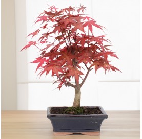 Acer palmatum deshojo. Bonsái 7 años. Arce japonés palmeado.