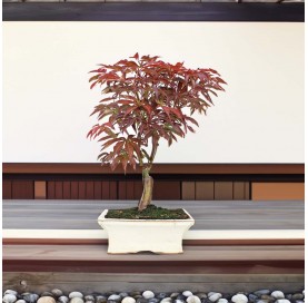 Acer palmatum atropurpureum. Bonsaï 7 ans. Érable japonais palmé.