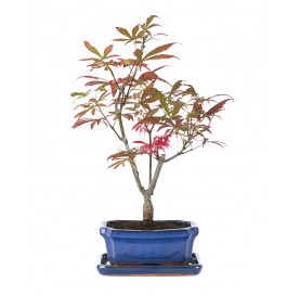 Acer palmatum atropurpureum. Bonsai 7 years. Japanese Red Maple.