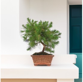 Pinus halepensis. Bonsai 7 Jahre. Aleppo-Kiefer