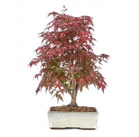 Acer palmatum deshojo. Bonsai 19 years. Japanese Red Maple.