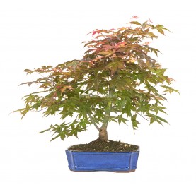 Acer palmatum deshojo. Bonsai 14 years. Japanese Red Maple. Double trunk.
