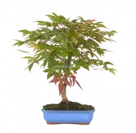 Acer palmatum deshojo. Bonsai 10 years. Japanese Red Maple.