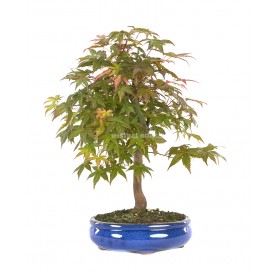 Acer palmatum deshojo. Bonsai 13 years. Japanese Red Maple.