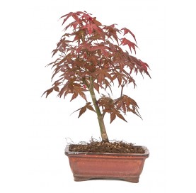 Acer palmatum deshojo. Bonsai 12 years. Japanese Red Maple.