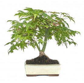 Acer palmatum deshojo. Bonsai 12 Jahre. Japanischer Fächerahorn. Doppelstamm-Bonsai.