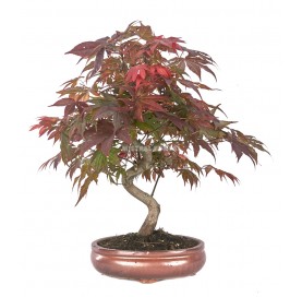 Acer palmatum atropurpureum. Bonsai 18 years. Japanese Red Maple.
