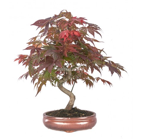 Acer palmatum atropurpureum. Bonsai 18 years. Japanese Red Maple.