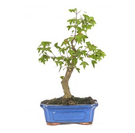 Acer buergerianum. Bonsai 10 years. Trident Maple Bonsai tree.