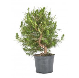 Pinus halepensis. Prebonsaï...