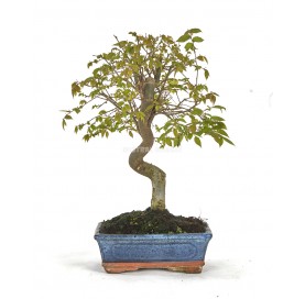 Zelkova serrata. Bonsai 8...