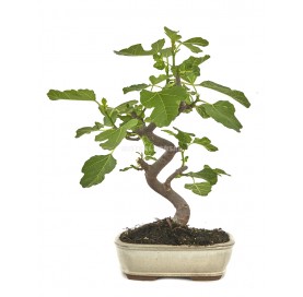 Ficus carica. Bonsai 9...