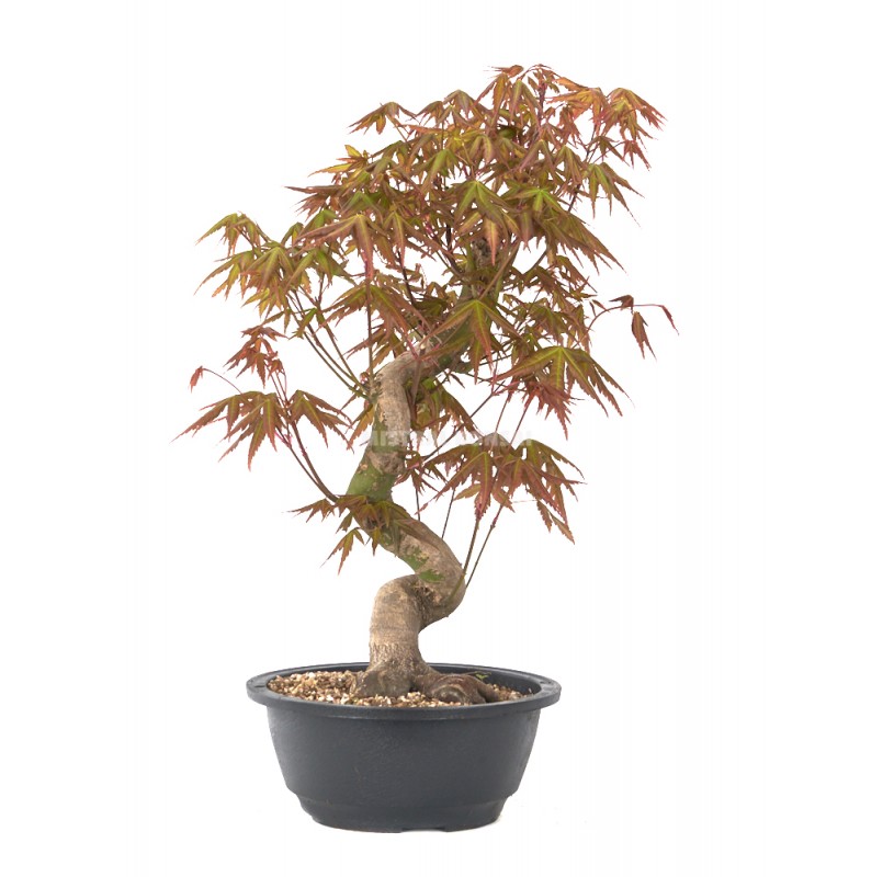 Acer palmatum yamamomiji. Bonsai 20 years. Japanese Red Maple.