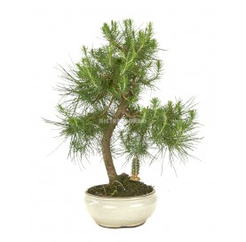 Bonsaï exclusif Pinus halepensis 14 ans. Pin d'Alep ou Pin blanc