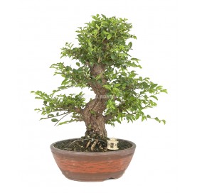 Exclusive bonsai Ulmus parvifolia 22 years. Chinese Elm