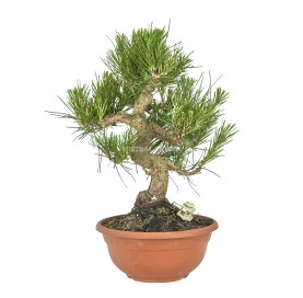 Exclusive bonsai Pinus thunbergii 19 years. Japanese black pine. Shohin.