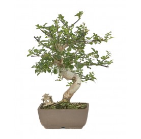 Exclusive bonsai Fraxinus sp. 13 years. Ash