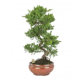 Exklusive Bonsai Juniperus procumbens 20 Jahre. Kriechender Wacholder