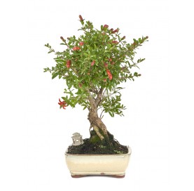 Exclusive bonsai Punica...