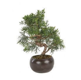 Exclusive bonsai Juniperus chinensis 16 years. Chinese juniper or Needle juniper