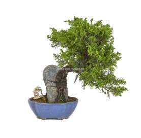 Exclusive bonsai Juniperus chinensis Itoigawa 21 years. Chinese juniper or Needle juniper. With rock