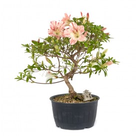 Exclusive bonsai...