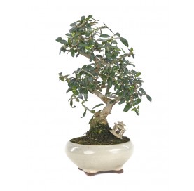 Exclusive bonsai Olea europaea sylvestris 12 years. Wild olive tree