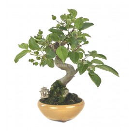 Exclusive bonsai Malus 17 years. Crab Apple or Apple tree