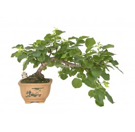 Exclusive bonsai Prunus...