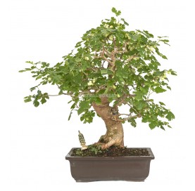 Exclusive bonsai Morus 19 years. Mulberry tree
