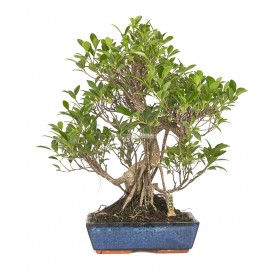 Exclusive bonsai Ficus retusa 18 years. Chinese banyan