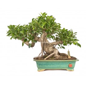 Exclusive bonsai Ficus retusa 24 years. Chinese banyan