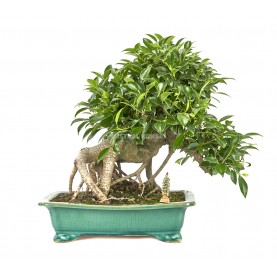 Exklusive Bonsai Ficus retusa 24 Jahre. Ficus
