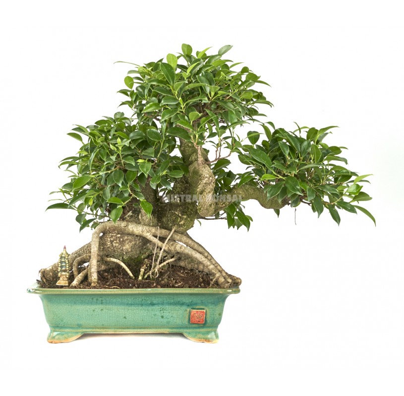 Exclusive Bonsai Ficus Retusa 25 Years Chinese Banyan Mistral Bonsai