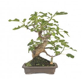 Exclusive bonsai Ficus carica 19 years. Fig tree