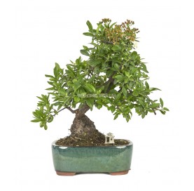 Exclusive bonsai Pyracantha angustifolia 20 years. Firethorn