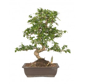 Exclusive bonsai Carmona...