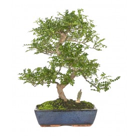 Exclusive bonsai Zanthoxylum piperitum 18 years. Aromatic Pepper Tree, Chinese pepper or Szechuan pepper.