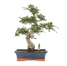 Exclusive bonsai Zelkova...
