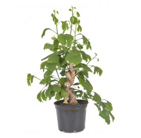Exclusive bonsai Ginkgo...