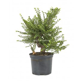 Exclusive bonsai Ulmus sp....