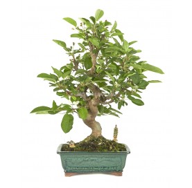 Exclusive bonsai Malus 19...