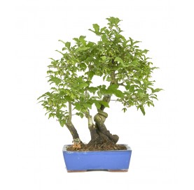 Exclusive bonsai Diospyros...