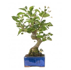 Exclusive bonsai Malus 18...