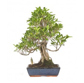 Exclusive bonsai Ficus...