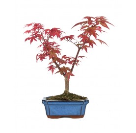 Acer palmatum deshojo. Bonsai 7 Jahre. Japanischer Fächerahorn