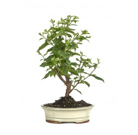 Prunus tomentosa. Bonsai 8...