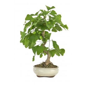 Ginkgo biloba. Bonsai 12...