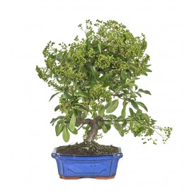 Pyracantha. Bonsai 9 years....